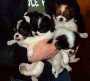 ChihuahuaCrossFemalePuppies